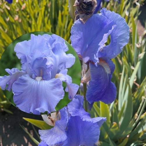 Iris germanica 'Sea Double' - Aediiris 'Sea Double' 